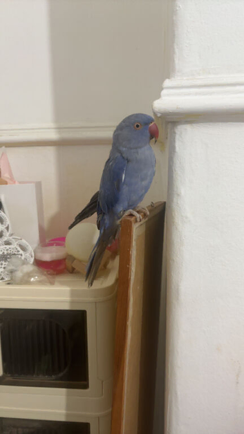 Rare double gene violet indian ringneck
