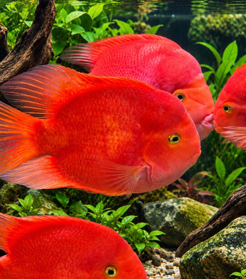 BLOOD PARROT CICHLIDS