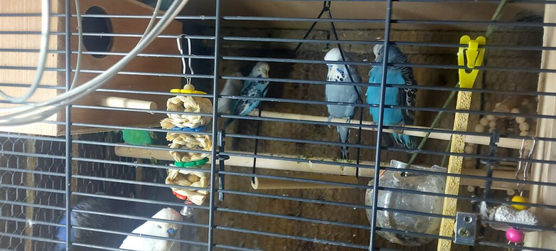 Budgies latino pair and standard ones all must go
