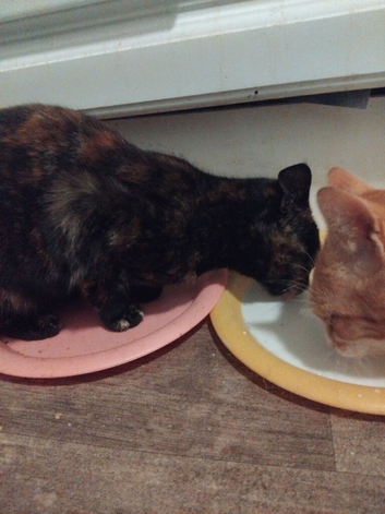 2 kittens 12 weeks old