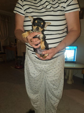 Jack Russell's puppies