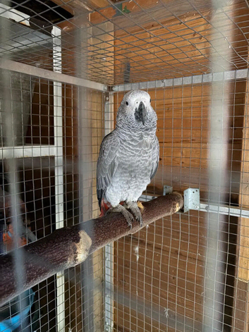 African Grey Young Parrot - Hen