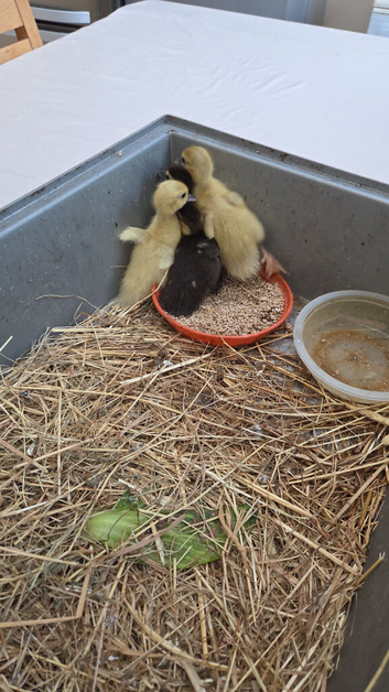 Ducklings