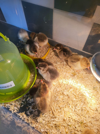Chicks for sale