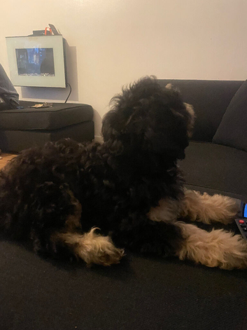 Cavapoo male