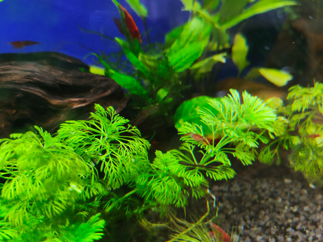 Red cherry shrimp young