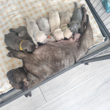 Frenchie puppies
