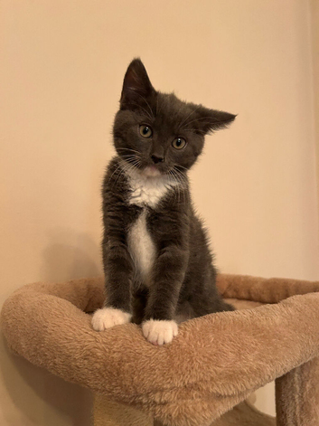Beautiful 9 week grey female kitten