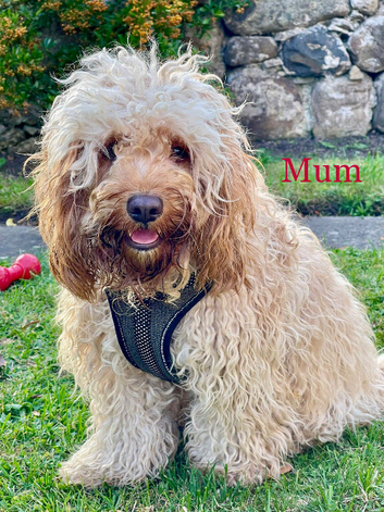 Adorable Cavapoo
