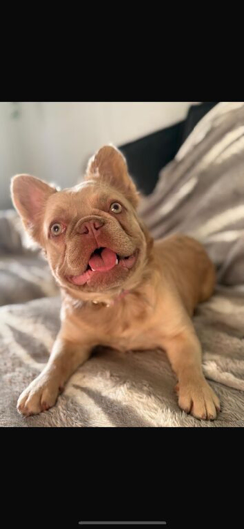Gorgeous female fluffy frenchie