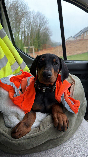 Doberman urgent rehome