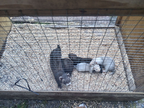 Babe ferret