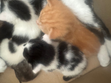 5 Kittens For Sale - Ready 14th may