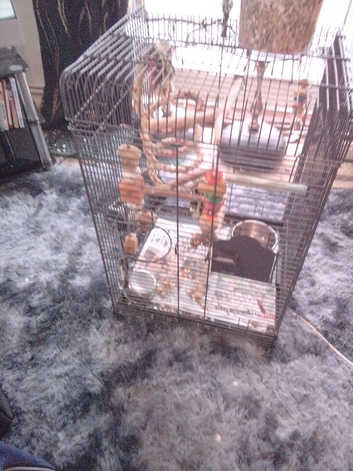 Parrot cage