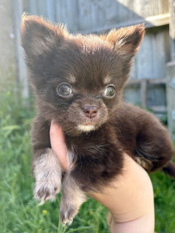 Long coat chihuahua boys