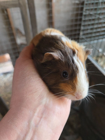 Baby guinea pigs