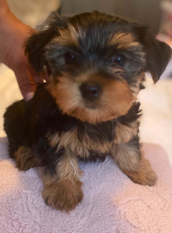 Pure  yorkshire terrier