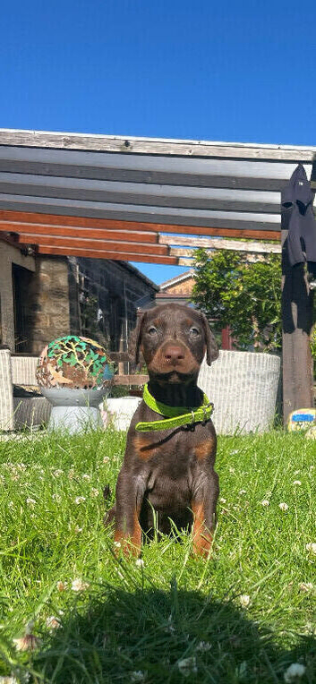 Pedigree Dobermans