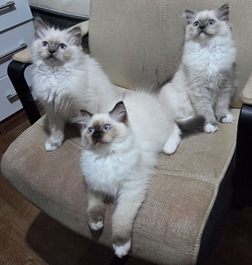 Kittens for Sale