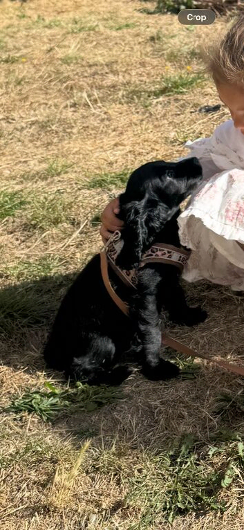 11 week old girl fully vaccinated ovo