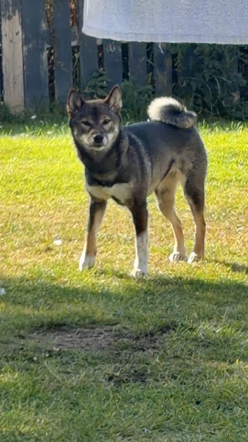Shiba inu