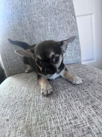 Chihuahua puppies for sale
