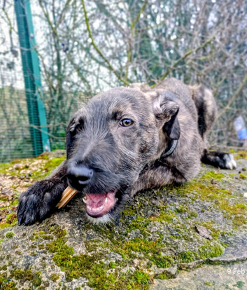 Deerhound cross