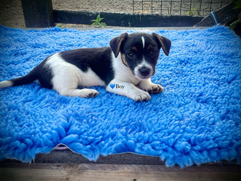 Stunning jack russel pups