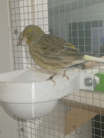 Green male canary