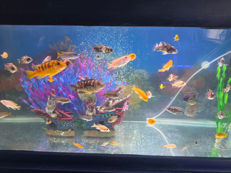 Malawi fish