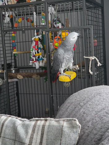 African grey parrot