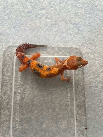 Leopard gecko hatchlings