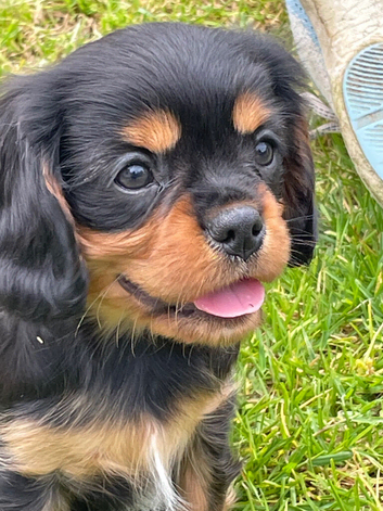 Stunning black & tan cavalier boys