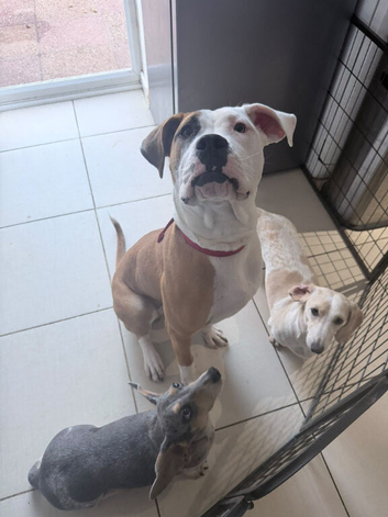 Female staffy/cane corso