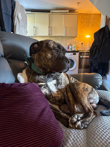 Male dog canecorso