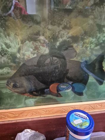 Large pacu