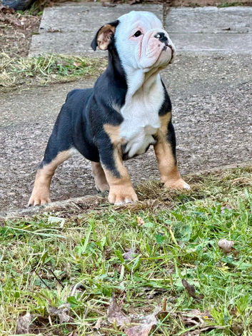 KC Registered English Bulldog Puppies Looking for Loving Homes
