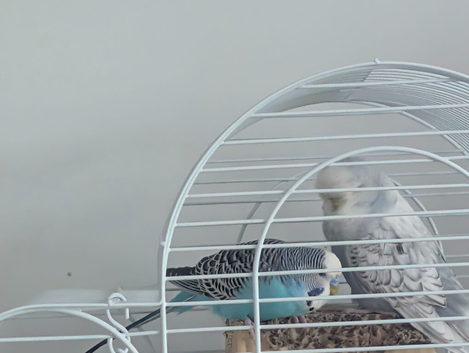 2 budgies