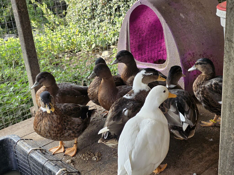 Male Call Ducks
