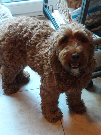Lost dog