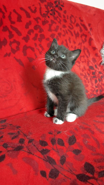 kitten for sale