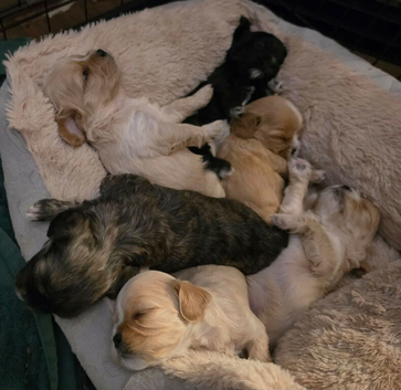 6 cava-tzu puppies for sale