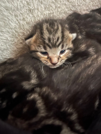Stunning Bengal X kittens