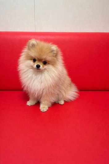 Female Pomeranian puppy mini
