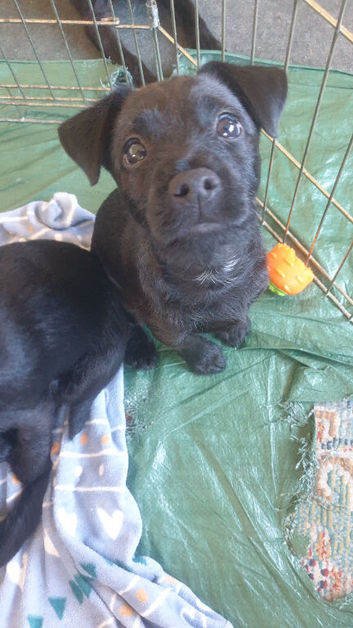 One female Patterdale terrier for sale