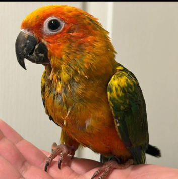 Son conures silly tamed babies available
