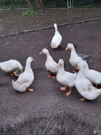 Aylesbury drake