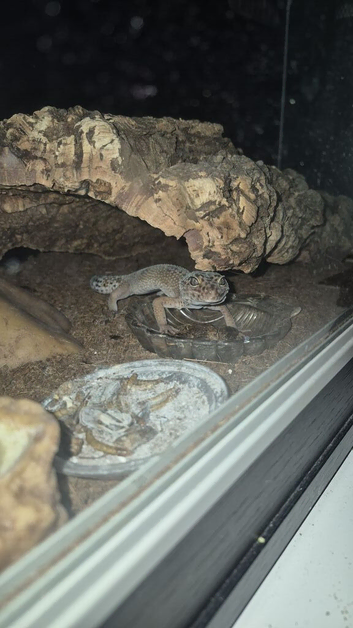 Gecko - 'Lesley' with full set up