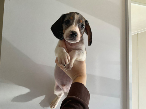 DACHSHUND PUPPY READY TO GO