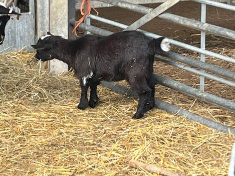Pygmy female goat kids
